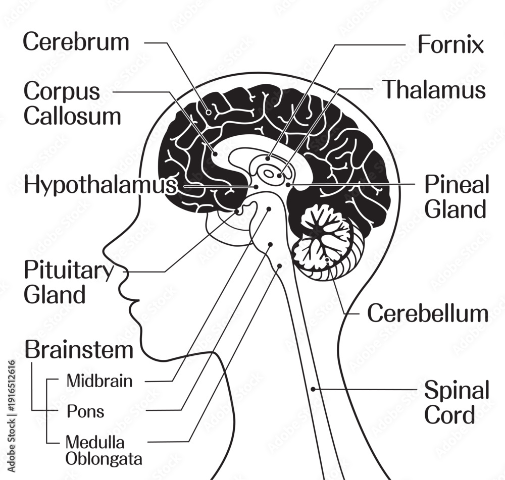 Human Brain Anatomy Diagram with Labeled Cerebrum Brainstem and ...