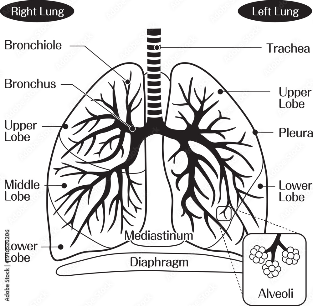 Lung Anatomy Diagram Showing Bronchus Bronchioles and Alveoli Structure ...
