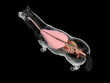 © Sebastian Kaulitzki - Comprehensive 3D Depiction Showing The Organs Of A Horse