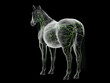 © Sebastian Kaulitzki - A Detailed 3D Depiction Of The Lymphatic System Of A Horse