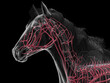 © Sebastian Kaulitzki - Accurate 3D Visualization Of The Arteries Of A Horse