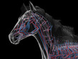 © Sebastian Kaulitzki - A Detailed 3D Depiction Of The Circulatory System Of A Horse