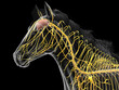 © Sebastian Kaulitzki - A Detailed 3D Depiction Of The Nervous System Of A Horse