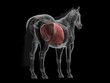 © Sebastian Kaulitzki - A Detailed 3D Depiction Of The Diaphragm Of A Horse