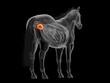© Sebastian Kaulitzki - A Detailed 3D Depiction Of The Urinary Bladder Of A Horse
