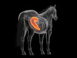 © Sebastian Kaulitzki - 3D Rendering Highlighting The Cecum Of A Horse Body