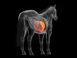 © Sebastian Kaulitzki - 3D Anatomical Depiction Showing The Liver Of A Horse