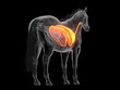 © Sebastian Kaulitzki - Detailed Rendering Highlighting The Lungs Of A Horse Body