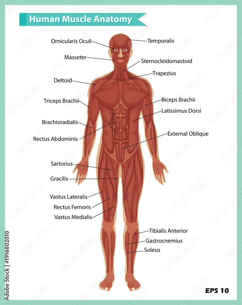 Human Muscle Anatomy Labeled Diagram. Detailed Vector Illustration of ...