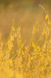 © narongcp - Closeup yellow Crotalaria juncea or sunn hemp flower blooming and sunset in the field