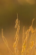 © narongcp - Closeup yellow Crotalaria juncea or sunn hemp flower blooming and sunset in the field