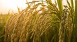 © konten - Golden Ripe Rice Paddies Under the Warm Morning Sunlight, Agricultural Field Ready for Harvest