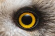 © Umm Hamzah - Extreme macro close-up of an Short eared owl’s vivid yellow eye, capturing intricate feather textures, dark pupil contrast, and striking natural detail in sharp focus.