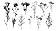 © suldev - Grunge minimal charcoal or chalk spring summer flower collection. Vector illustration of ink hand drawn wild herbs set. Wax crayon drawing style. Floral silhouette elements for scrapbooking design