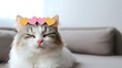 © Yuliia - Adorable fluffy cat wearing colorful heart-shaped sunglasses sitting on couch with eyes closed in peaceful expression for Valentine's Day celebration.