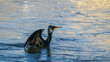 © serge - Takeoff of a cormorant on the Rhône River