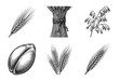 © PixeloAI - Vintage engraving collection of cereal grain stalks including wheat barley oats and rye ears with a single seed kernel in woodcut style
