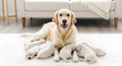 © Surf_Glow - Golden retriever mother dog lying on white rug with litter of newborn puppy indoor home pet