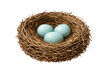 © Tanja - Bird nest holding three blue eggs, transparent background