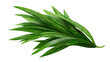 © Hasina - A vibrant green plant with long leaves on transparent background