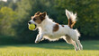 © Mimi - Playful Jack Russell Terrier Catching Yellow Tennis Ball in Sunny Park