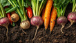 © siraphol - Fresh organic vegetables harvested root vegetables carrot turnip radish beet