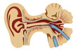 © Bilal - Diagram illustrating the anatomy of the human ear and its internal structures.