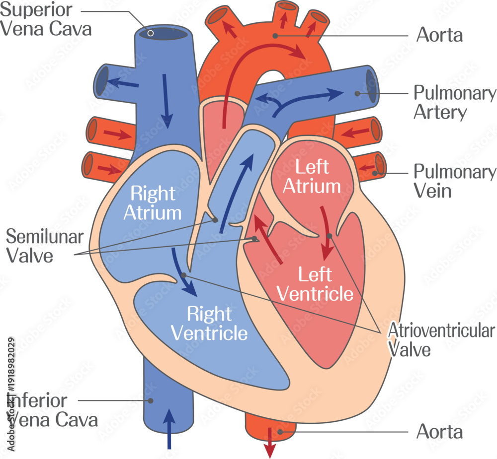 Human Heart Anatomy Diagram with Labeled Chambers and Major Blood ...