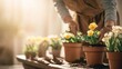 © Photo_hub - Gardener planting flowers in pots on wooden table with natural light