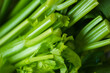 © Andrew Kornylak - fresh green cut celery stalks, closeup