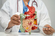 © Warawan - Digestive system with stomach and intestine, Asian doctor holding human anatomy model for study diagnosis and treatment in hospital.
