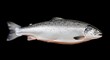 © Clifford - fresh raw atlantic salmon fish isolated on black background studio shot