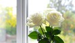 © bayane - A serene still life with white roses