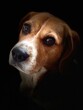 © Sabrina - beagle dog portrait