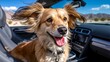 © OLHA - A dog sitting in the driver's seat of a car with its tongue out
