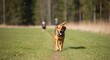 © Fanesa - A happy brown dog trots down a grassy path in daylight.