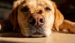 © Ksenia - Dog balancing treat on nose close portrait with resting head and soft warm home light indoors today