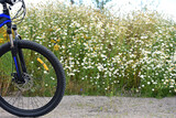 front wheel of a mountain bike. camomile field. bike stands on the road in the field. bike on a field path. blooming summer field, meadow flowers, sunny day. ride a bike. outdoor activities