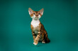 © Татьяна Яблокова - A stunning brown tabby Devon Rex kitten with curly fur and large ears sits gracefully on a solid teal background, looking up with curiosity.