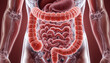 © Nomicastudio - Detailed three dimensional illustration depicts the human large and small intestines surrounded by translucent torso anatomy.