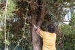 © Alvaro Lavin/Stocksy - Man cutting tree branch with chainsaw.