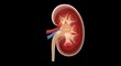 © Arfee - Human Kidney Anatomy with Renal Artery and Vein.