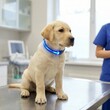 © Alla - Labrador puppy with health tracking smart collar