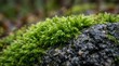 © dwphtra - Green moss texture covering rock surface with lush detail