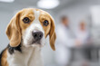 © Tahsin - Beagle dog looks thoughtfully in a veterinary clinic setting