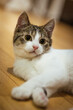 © Andrzej - Cute domestic cat resting on wooden floor at home, indoor pet portrait with eye contact