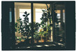 © Irina Ozhigova/Stocksy - Sunlight streaming through a window highlights lush indoor plants