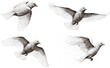 © Abu - Flying Dove Bird Stippled Vector Illustration Set with Engraving Style Wildlife Peace Symbol Collection