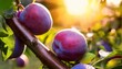 © Johnny - ripe plums in the garden selective focus