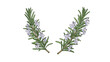 © Norman - Fresh sprigs of green rosemary with delicate purple flowers arranged in a symmetrical composition on a plain white background for cooking.